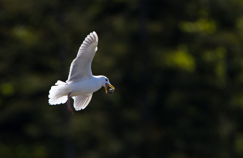 Gull With Clam